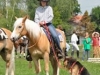 2009-06horsedogsalgen