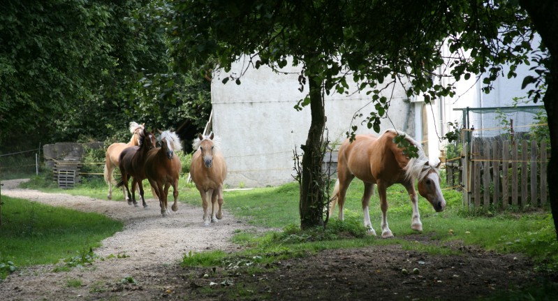 2008-09-pferde-im-obstgarten-08