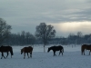 2010-12-19-winterkoppel