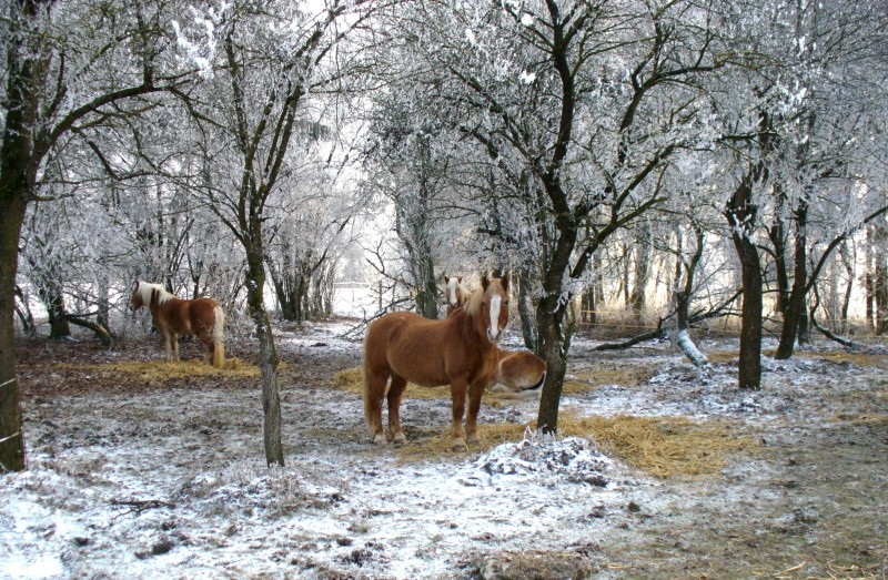 2007-12-pferde-im-obstgarten-02