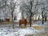 2007-12-pferde-im-obstgarten-02