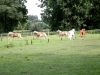 2008-09 Pferde auf der Koppel 02